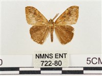 小白紋毒蛾藏品圖，第1張