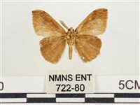 小白紋毒蛾藏品圖，第2張