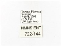 重陽木螢斑蛾藏品圖，第3張