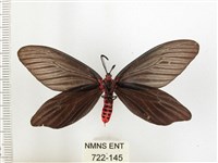 重陽木螢斑蛾藏品圖，第2張