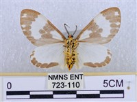 後凸蝶燈蛾藏品圖，第2張