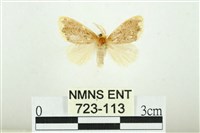 黑翅黃毒蛾藏品圖，第1張