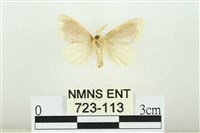 黑翅黃毒蛾藏品圖，第2張