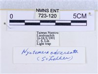 粉蝶燈蛾藏品圖，第3張