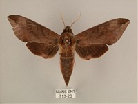 背中白天蛾藏品圖，第1張