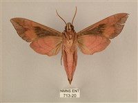 背中白天蛾藏品圖，第2張