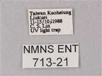 直翅斜紋天蛾藏品圖，第3張