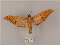 裂斑鷹翅天蛾藏品圖，第2張