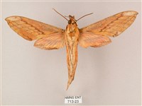 綠背斜紋天蛾藏品圖，第2張