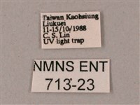 綠背斜紋天蛾藏品圖，第3張