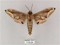 白點天蛾 藏品圖，第2張