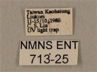 半緣缺角天蛾藏品圖，第3張