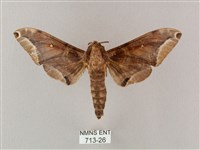 白點天蛾 藏品圖，第1張