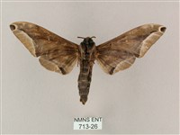 白點天蛾 藏品圖，第2張