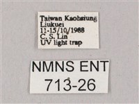 白點天蛾 藏品圖，第3張