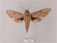 藏斜紋天蛾藏品圖，第1張