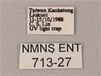 藏斜紋天蛾藏品圖，第3張