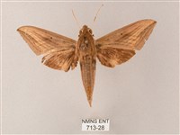 直翅斜紋天蛾藏品圖，第1張