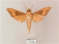 直翅斜紋天蛾藏品圖，第2張