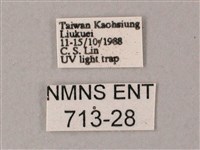 直翅斜紋天蛾藏品圖，第3張