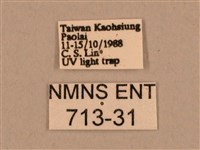 背線天蛾藏品圖，第3張