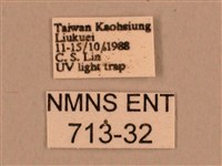 背線天蛾藏品圖，第3張