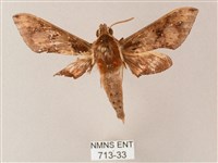 雙斑白肩天蛾藏品圖，第1張