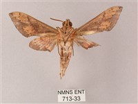 雙斑白肩天蛾藏品圖，第2張