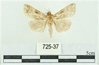 粉紅帶散紋夜蛾藏品圖，第1張