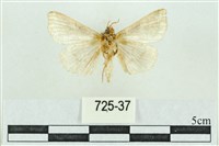 粉紅帶散紋夜蛾藏品圖，第2張