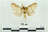 裳蛾科藏品圖，第2張