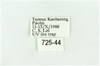 裳蛾科藏品圖，第3張