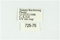 白斑散紋夜蛾藏品圖，第3張