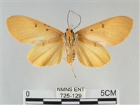 裳蛾科藏品圖，第2張