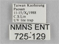 裳蛾科藏品圖，第3張