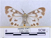 粉蝶燈蛾藏品圖，第2張