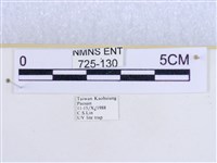 粉蝶燈蛾藏品圖，第3張