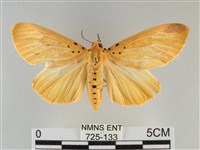 橙擬燈蛾藏品圖，第1張