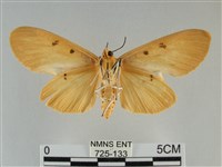 橙擬燈蛾藏品圖，第2張