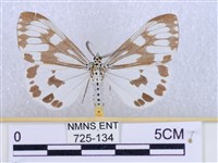 粉蝶燈蛾藏品圖，第1張