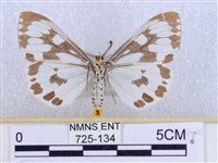 粉蝶燈蛾藏品圖，第2張