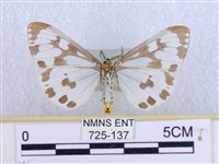 粉蝶燈蛾藏品圖，第2張