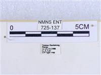 粉蝶燈蛾藏品圖，第3張