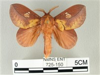 竹黃斜帶枯葉蛾藏品圖，第1張