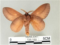 竹黃斜帶枯葉蛾藏品圖，第2張