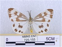 粉蝶燈蛾藏品圖，第1張