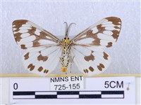 粉蝶燈蛾藏品圖，第2張