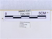 粉蝶燈蛾藏品圖，第3張