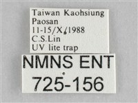 長斑擬燈蛾藏品圖，第3張