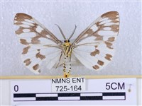 粉蝶燈蛾藏品圖，第2張